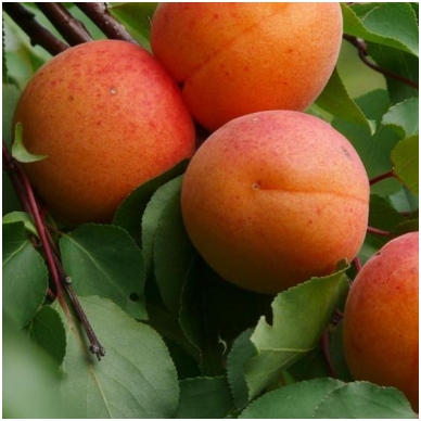 Apricot 'Kaunas' C10