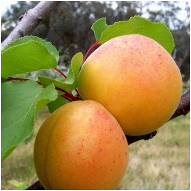 Apricot 'Maskvos didieji' C10