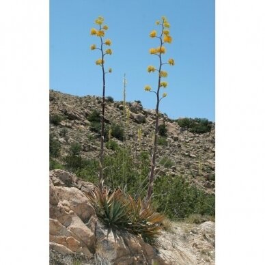 Agave chrysantha C3 2