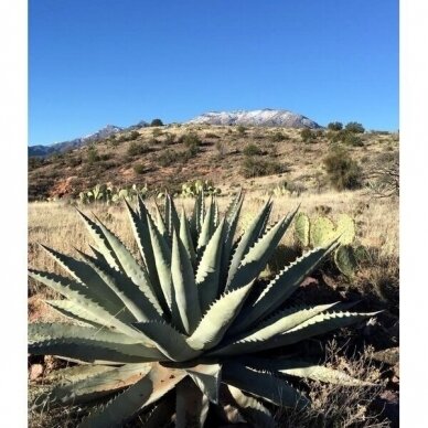 Agave chrysantha C3