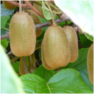 Fuzzy kiwifruit 'Hayward' (self pollinate) C5