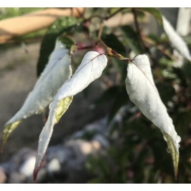 Aktinidija rausvažiedė (Actinidia pilosula) C5 2