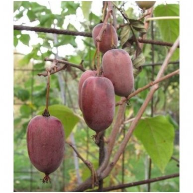 Hardy kiwi 'Purpurova sadova' C5