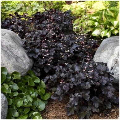 Alum root 'Black Pearl' C2