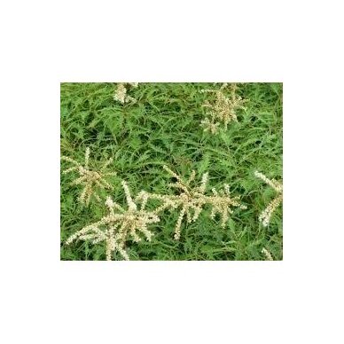 Aruncus dioicus 'Kneiffii' C2