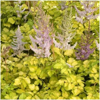 Astilbe 'COLOR FLASH LIME' C2