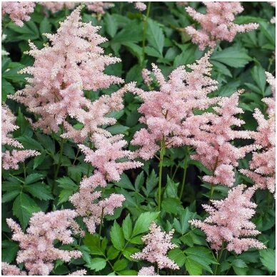 Japanese Astilbe 'Peach Blossom' C2