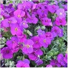 Aubrieta 'Axcent Deep Purple', C2