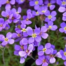 Aubrieta  'Rock on Blue', C2