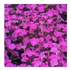 Aubrieta 'Rock on Pink', C2