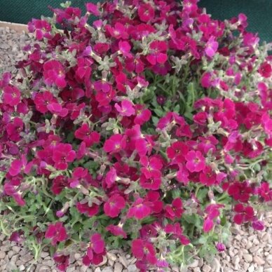 Aubrieta 'Axcent Burgundy' C2 2