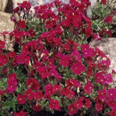 Aubrieta 'Axcent Burgundy' C2