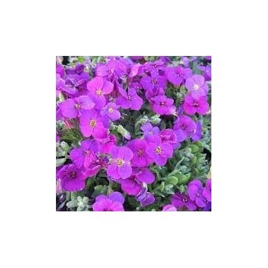 Aubrieta 'Axcent Deep Purple', C2