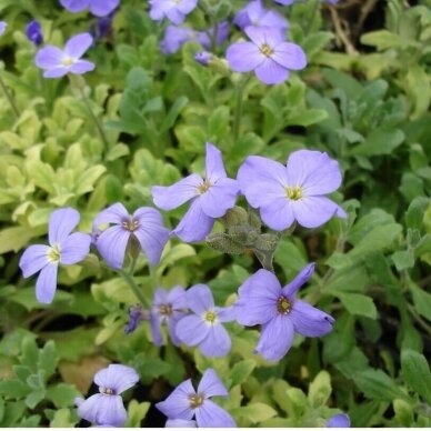 Aubrieta 'Axcent Light Blue', C2