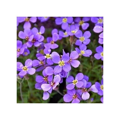 Aubrieta  'Rock on Blue', C2