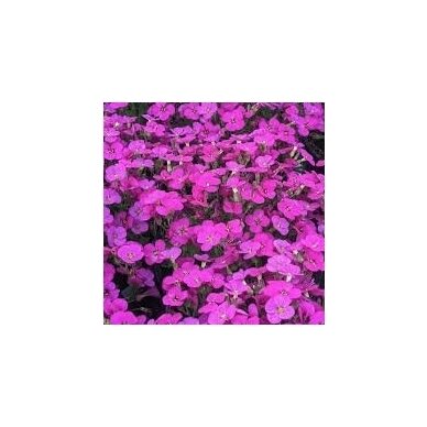 Aubrieta 'Rock on Pink', C2