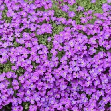 Aubrieta 'Rock on Purple', C2 2