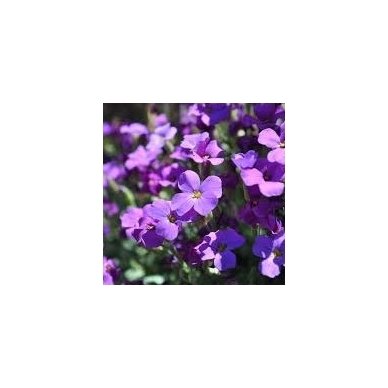 Aubrieta 'Rock on Purple', C2