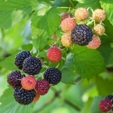 Summer Bearing Raspberry 'Jewel' C2