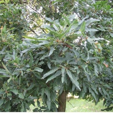 Ąžuolas bekotis 'Mespilifolia', C10 2