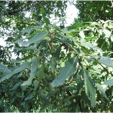 Ąžuolas bekotis 'Mespilifolia', C10