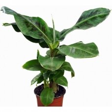 Banana tree 'Tropicana' C20