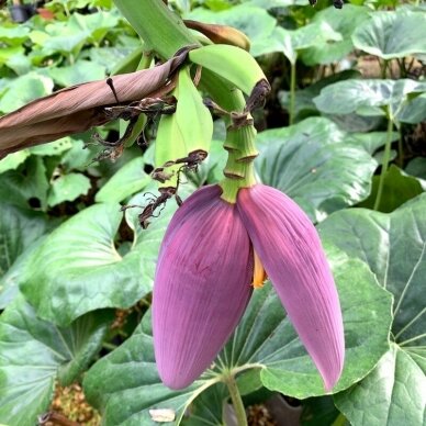 Darjeeling banana 'Red Tiger' C12 2