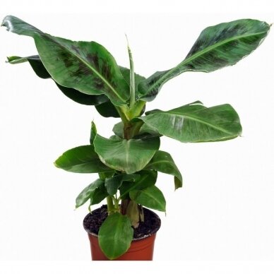 Bananas 'Tropicana' C20