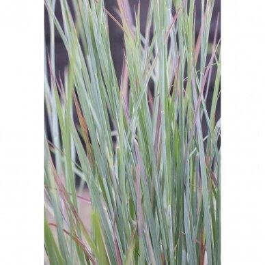 Little bluestem 'Standing Ovation', C2