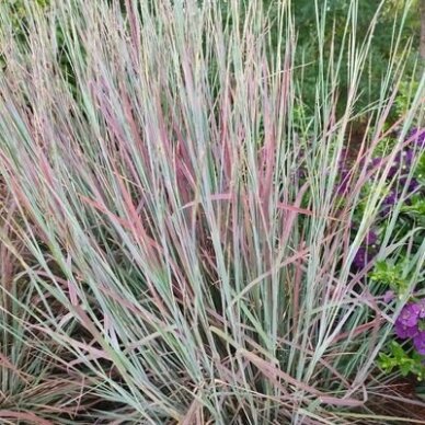 Little bluestem 'Standing Ovation', C2 2