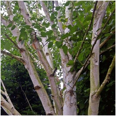 Hymalayan birch C10 5