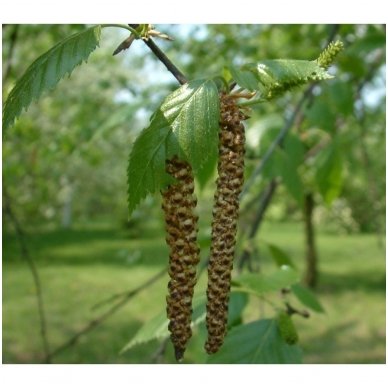 Hymalayan birch 'Doorenbos' C10 4