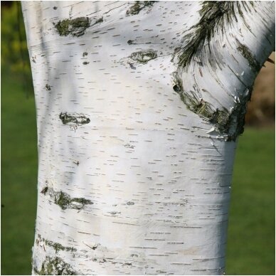 Silver birch C2 2