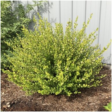 Dwarf birch 'Golden Treasure  ® Forma' C30