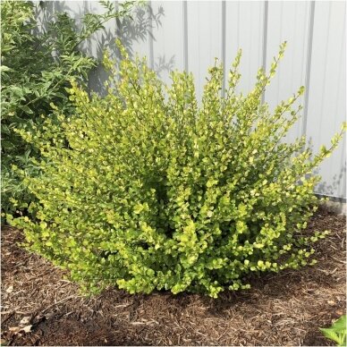 Dwarf birch 'Golden Treasure  ® Forma' C20