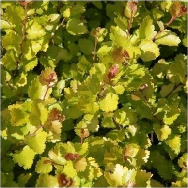 Dwarf birch 'Golden Treasure  ® Forma' C20 2