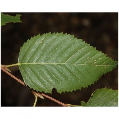 Korean birch C2 3