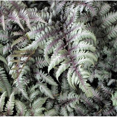 Fern 'Silver Falls', C2