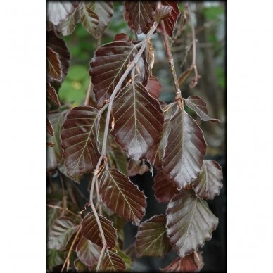 European beech 'Haaren' C10 2