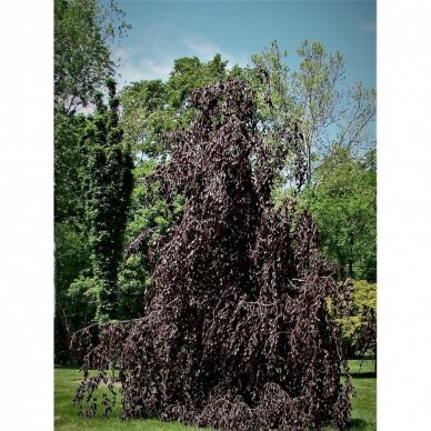 European beech 'Haaren' C10