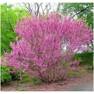 Cercis kininis C2