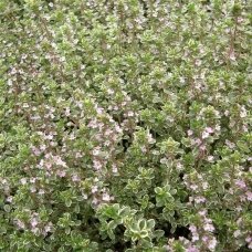 Citrus thyme 'Silver Queen' C2