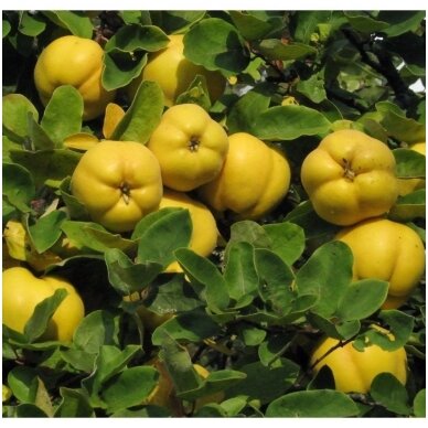 Quince Loreta' C10 2