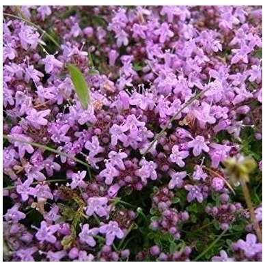 Thyme 'Shepherds' C2