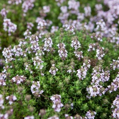 Čiobrelis vaistinis 'Compactus', C2