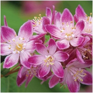 Deutzia hybrida 'Strawberry Fields' C5