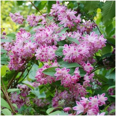 Deutzia hybrida 'Strawberry Fields' C5 2