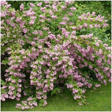 Deutzia hybrida 'Strawberry Fields' C5 3