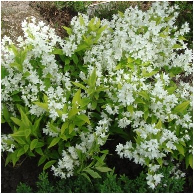 Slender deutzia 'Variegata' C5