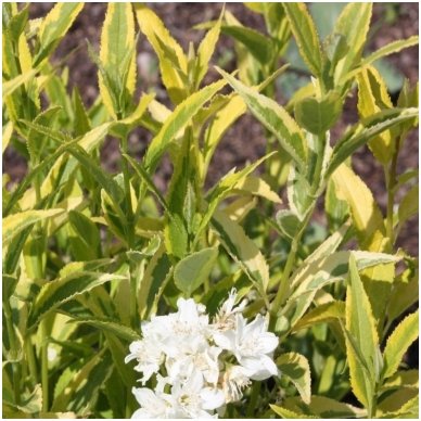 Slender deutzia 'Variegata' C5 2